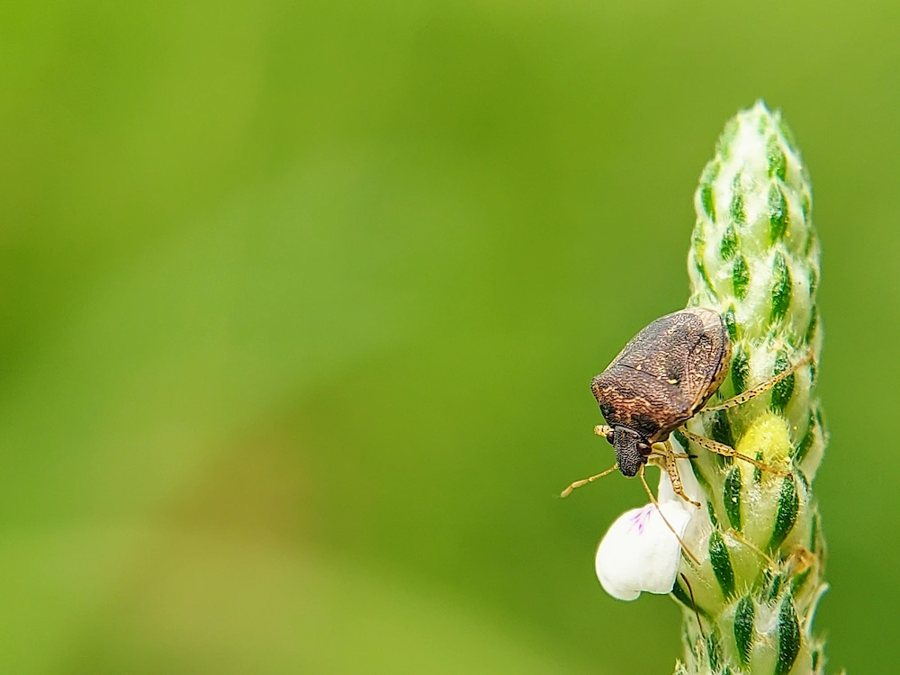stink bug