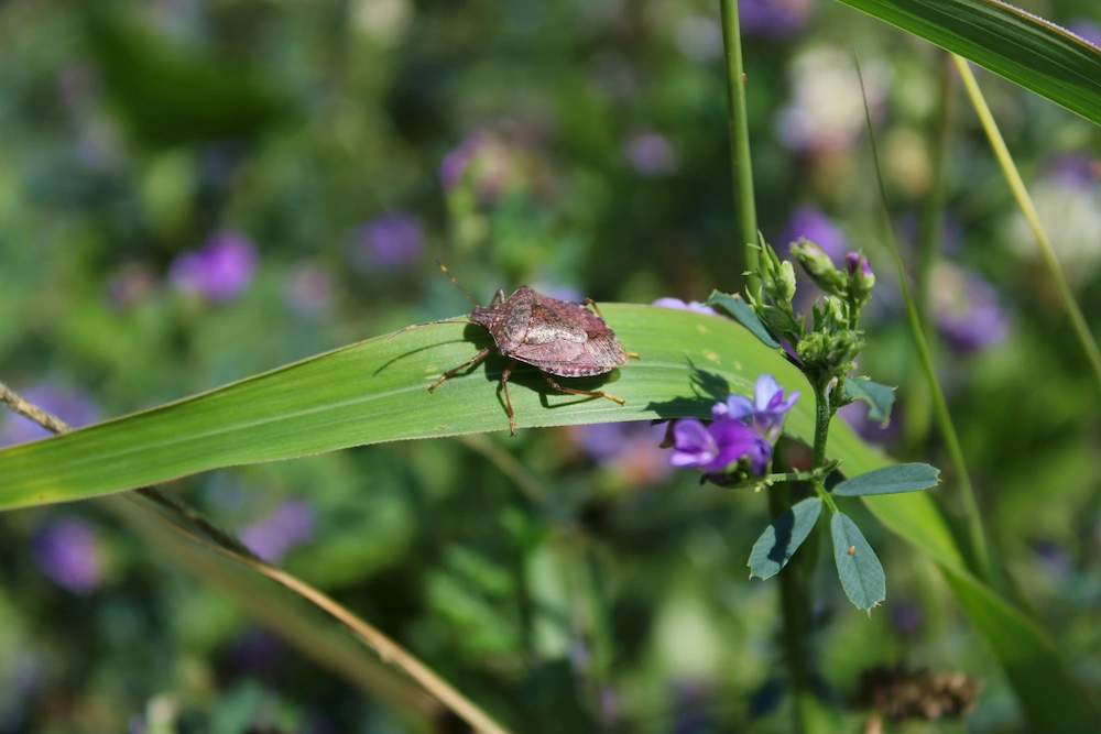 stink bug