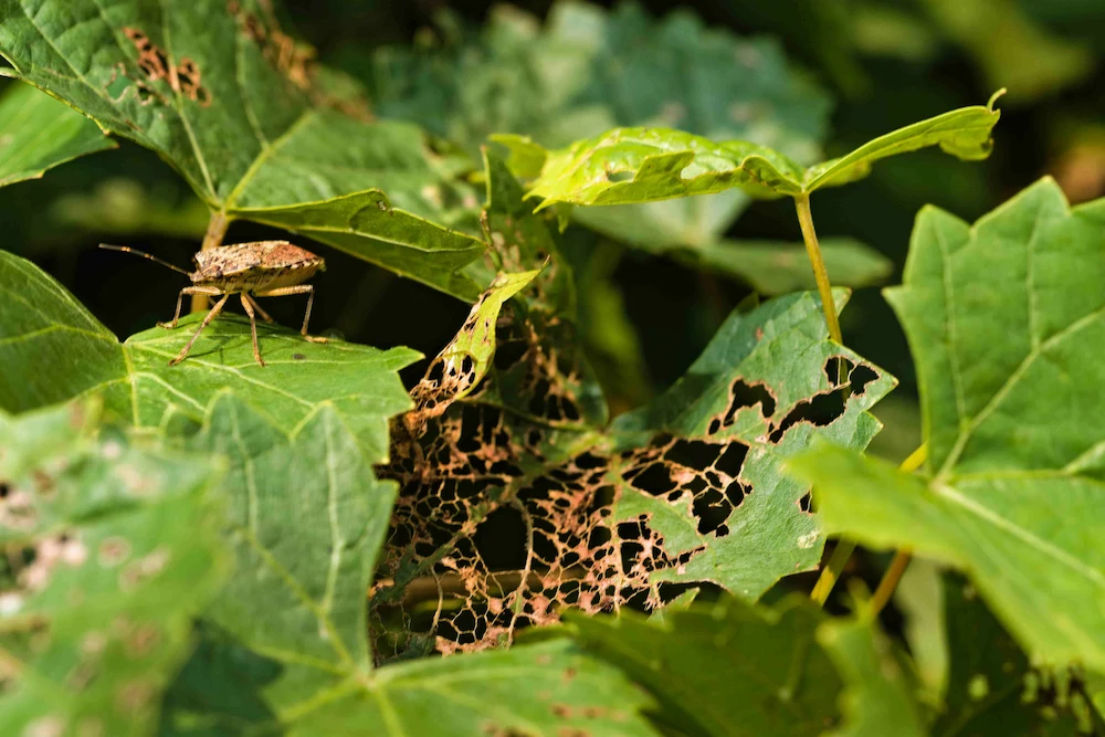 stink bug damage