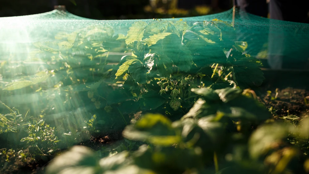 mesh over plants