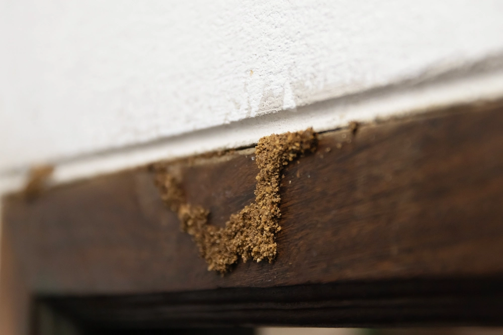 termite mud tubes