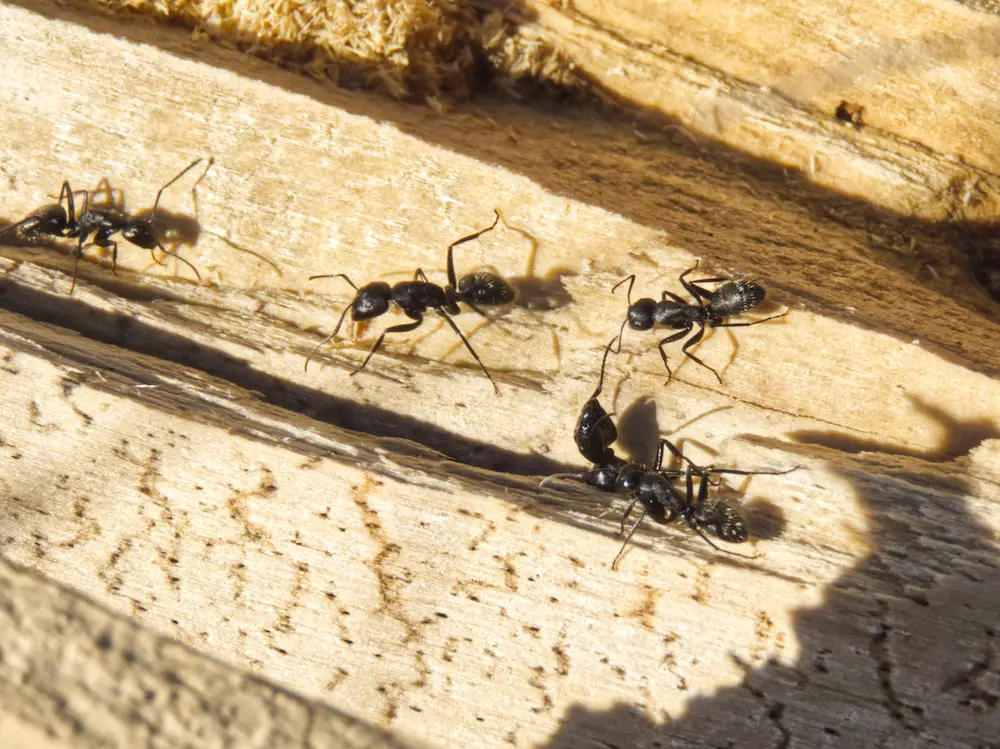 carpenter ants in wood