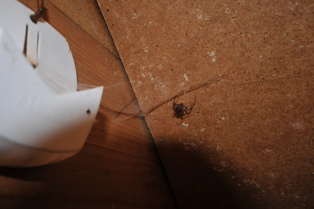 spider in basement