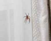 where do spiders hide in my home; spider on curtains