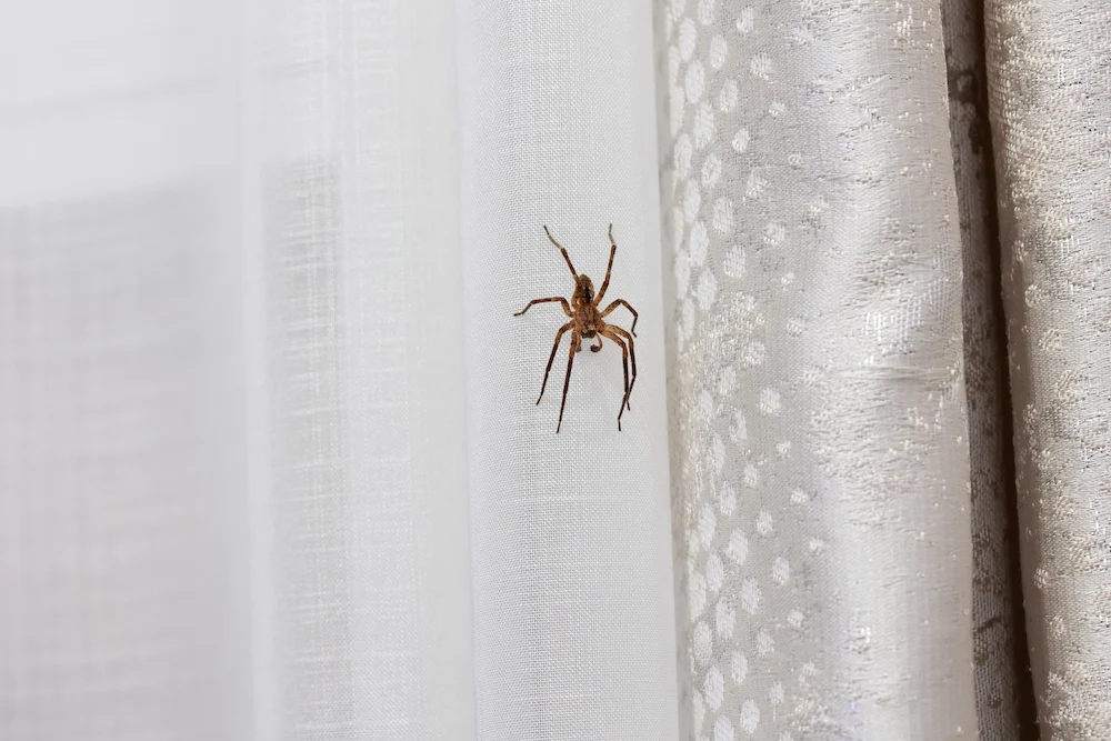 where do spiders hide in my home; spider on curtains