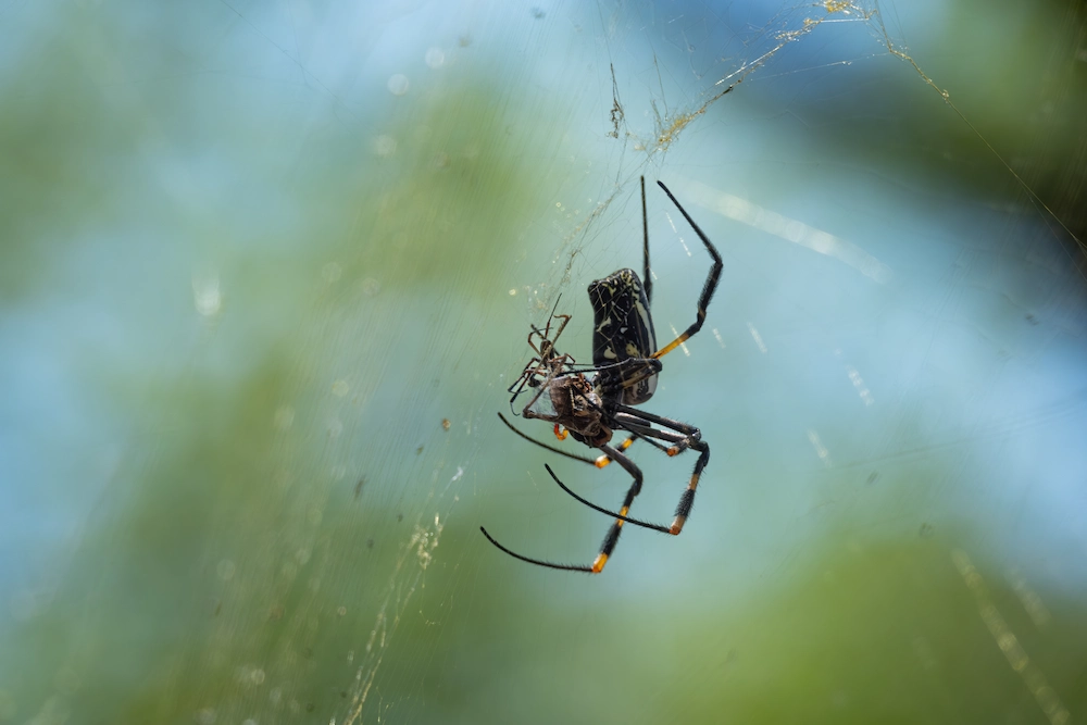 spider with bug