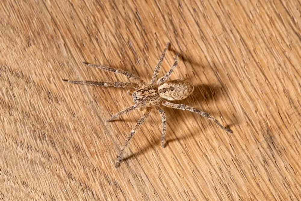 spider on wood floor
