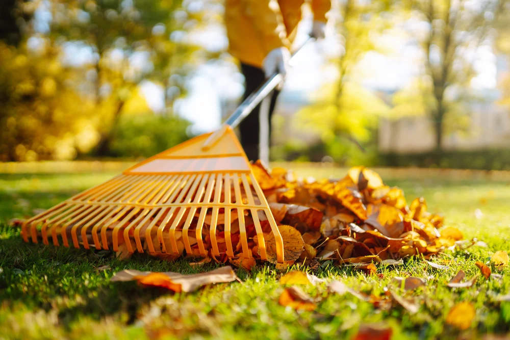 raking fall leaves
