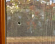 early fall pest prevention