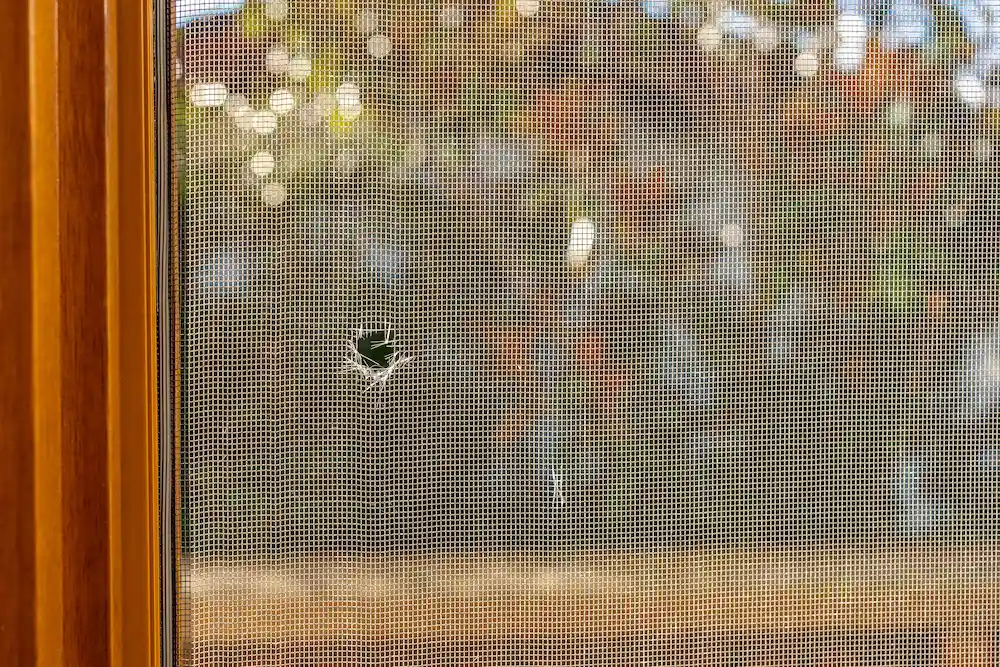 early fall pest prevention