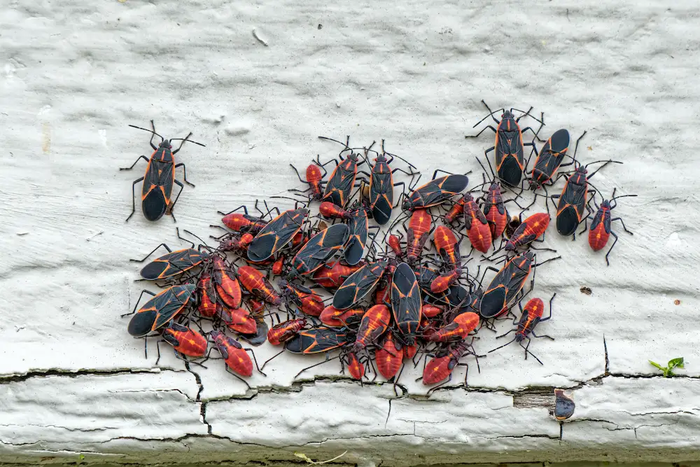 boxelder bugs
