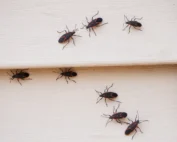 boxelder bugs and stink bugs
