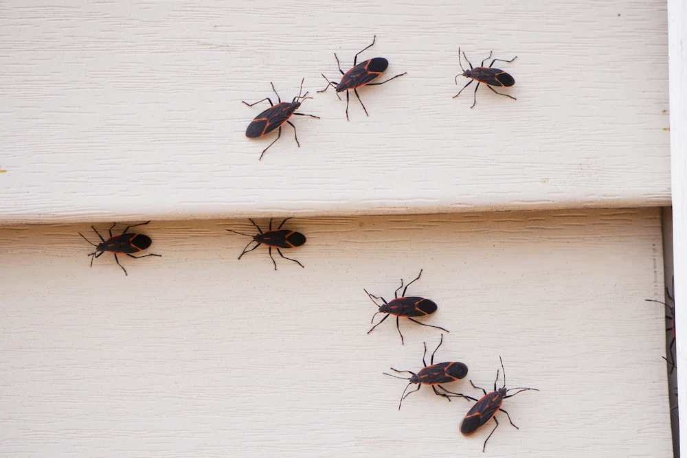 boxelder bugs and stink bugs