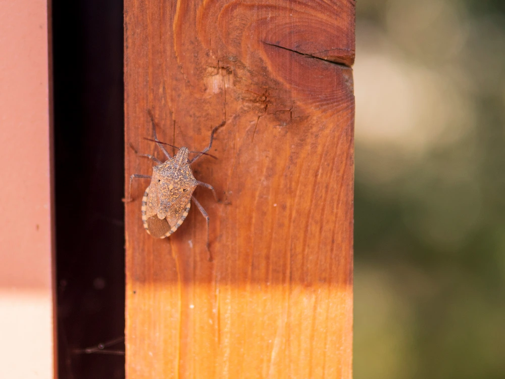 stink bug on wood