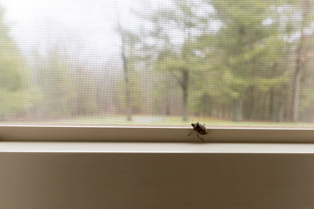 stink bug on windowsill