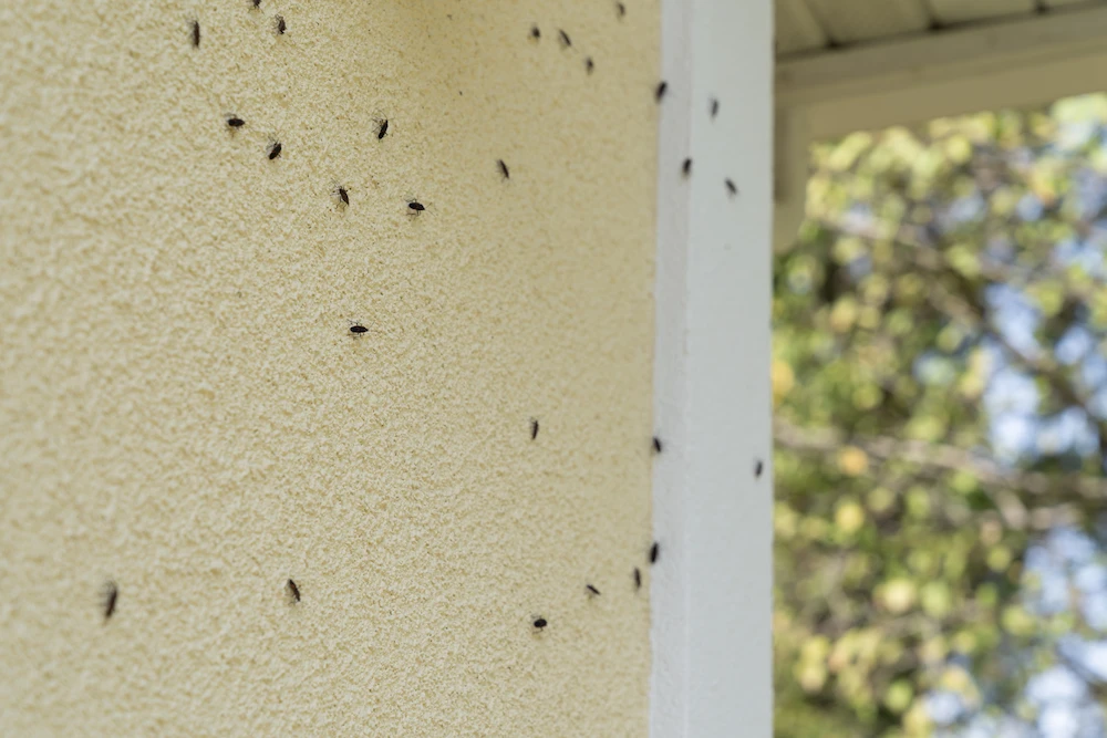 boxelder bugs on house