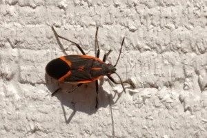 boxelder bug
