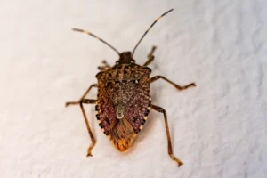 stink bug