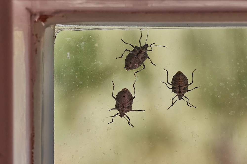 stink bugs on window
