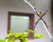 make your home less spider-friendly; spider in web