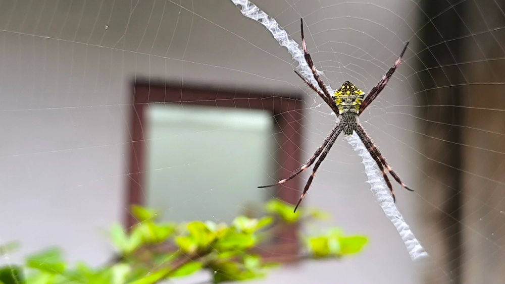 make your home less spider-friendly; spider in web