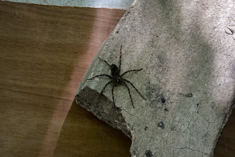 spider on cinder block