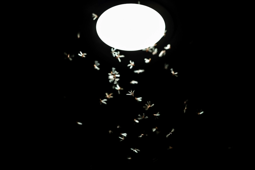 moths swarming a porch light
