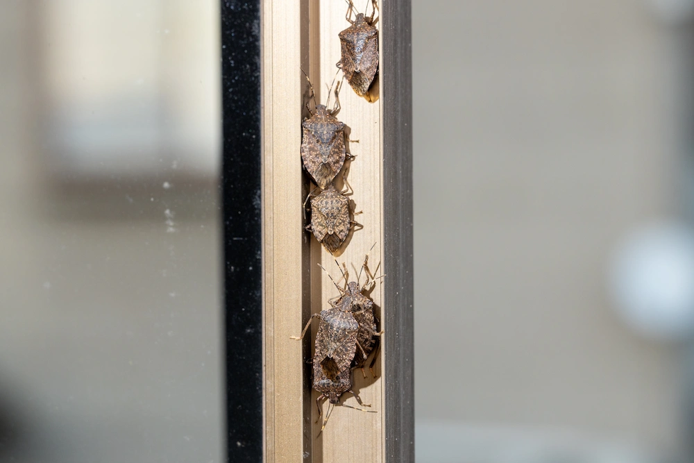 stink bugs in slider guide