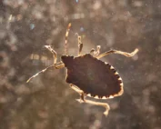 why do bugs gather on houses in the fall; stink bug