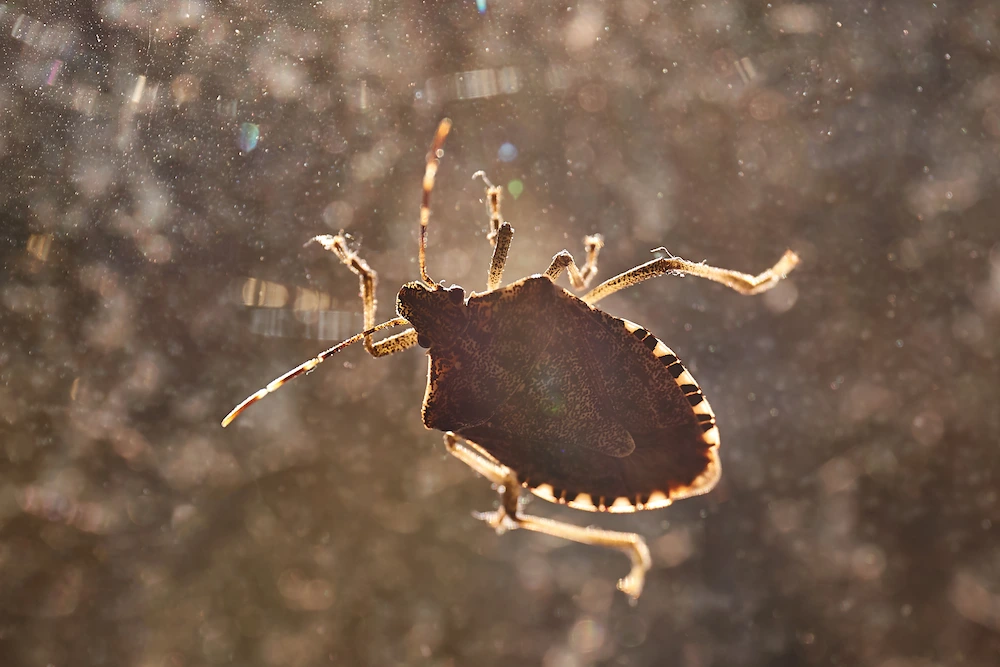 why do bugs gather on houses in the fall; stink bug