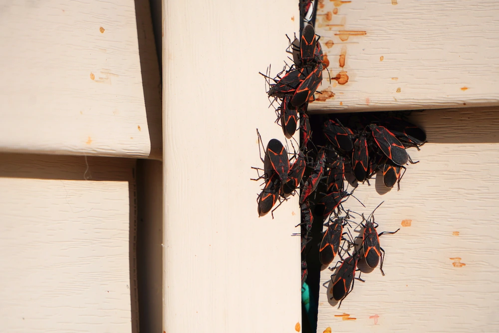 boxelder bugs on siding