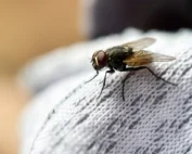 how house flies contaminate