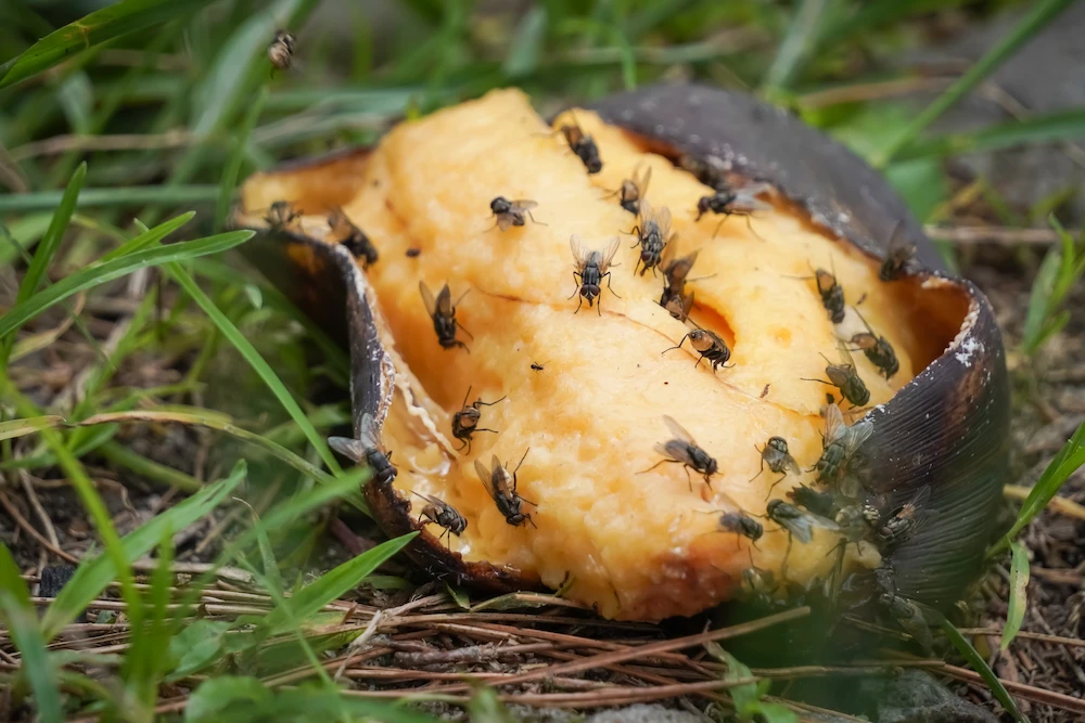 flies on rotten fruit