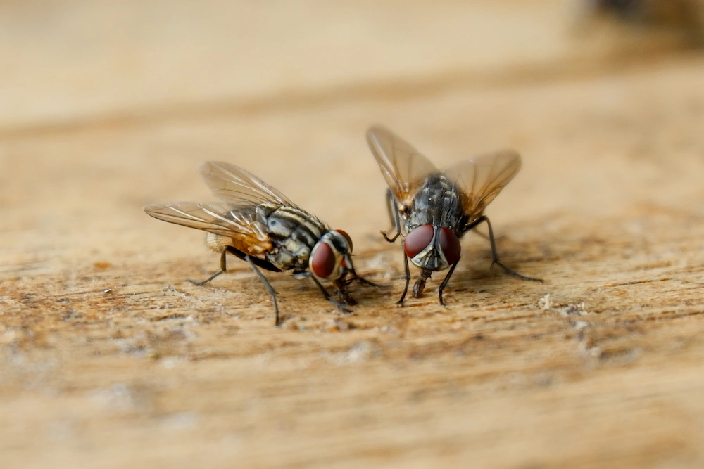 house flies