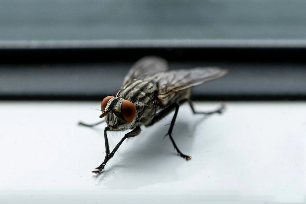 house fly rubbing its hands